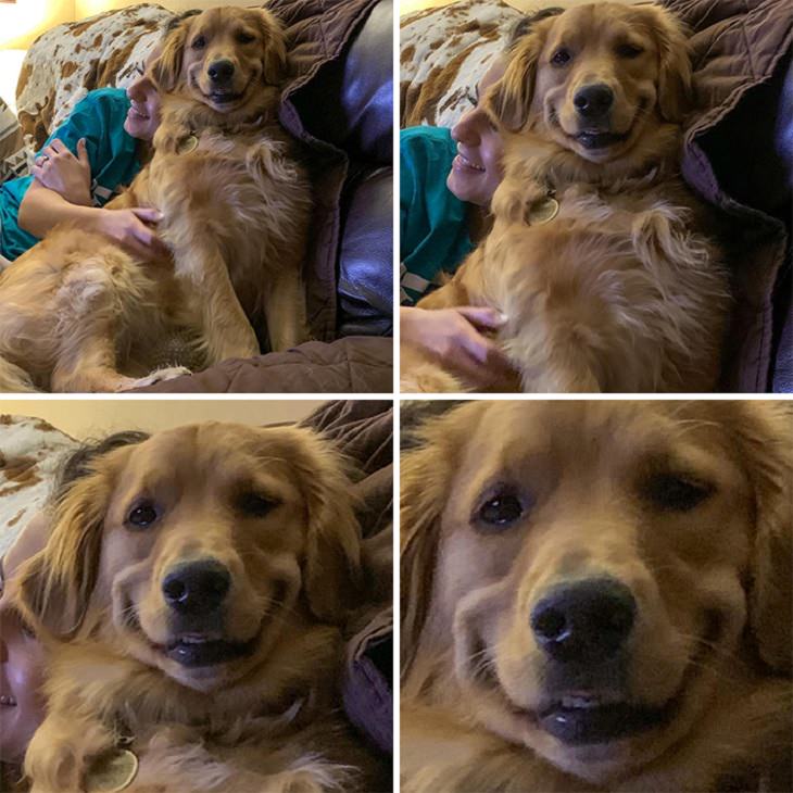 Photographs of smiling dogs, 4 photos of the same dog smiling close-up