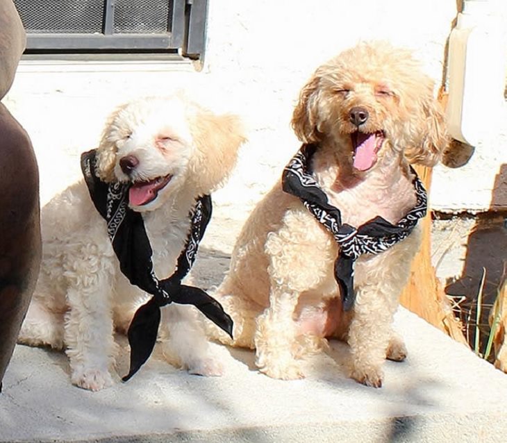 Photographs of smiling dogs, Two white lahsa apsos smiling