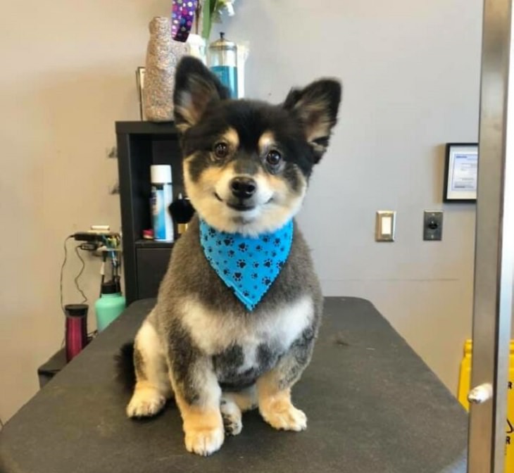 Photographs of smiling dogs, Black and white pomeranian mix well groomed