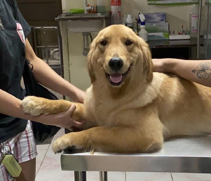 Photographs of smiling dogs, Yellow lab lying on vet table smiling