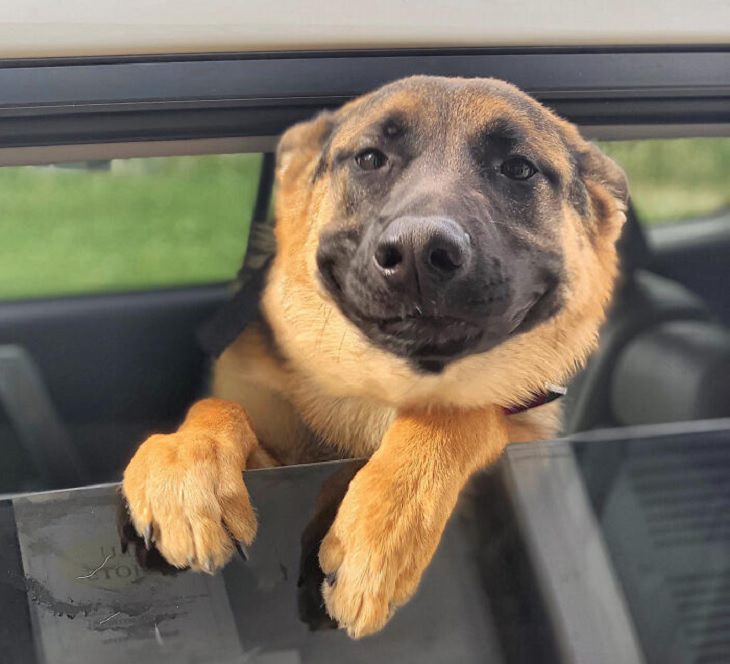 Photographs of smiling dogs, Smiling black and brown dog with head sticking out of the window