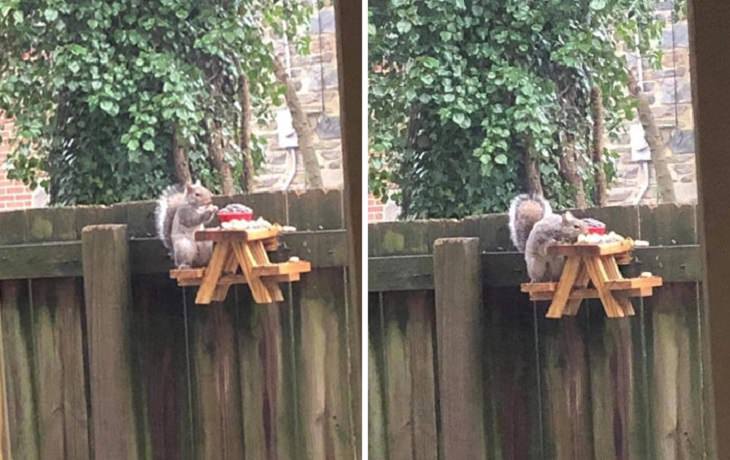 Quarantine DIY and homemade projects, Squirrel eating from a tiny picnic bench