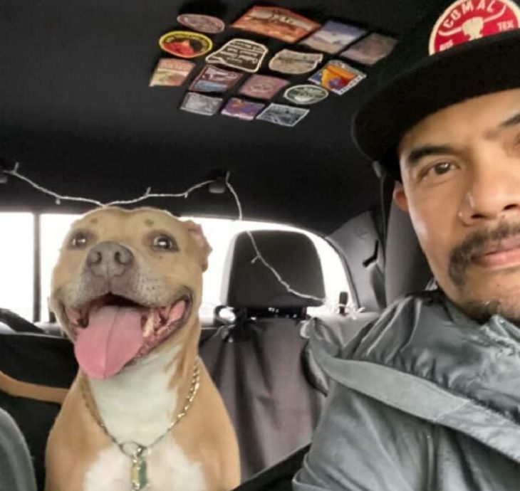 Photographs of smiling dogs, Light brown smiling dog sitting in the back of a car