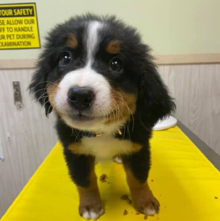 Photographs of smiling dogs, Smiling black and brown puppy on a vet table