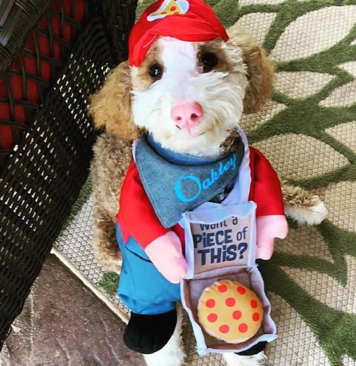 Photographs of smiling dogs, Small dog wearing a pizza delivery man costume