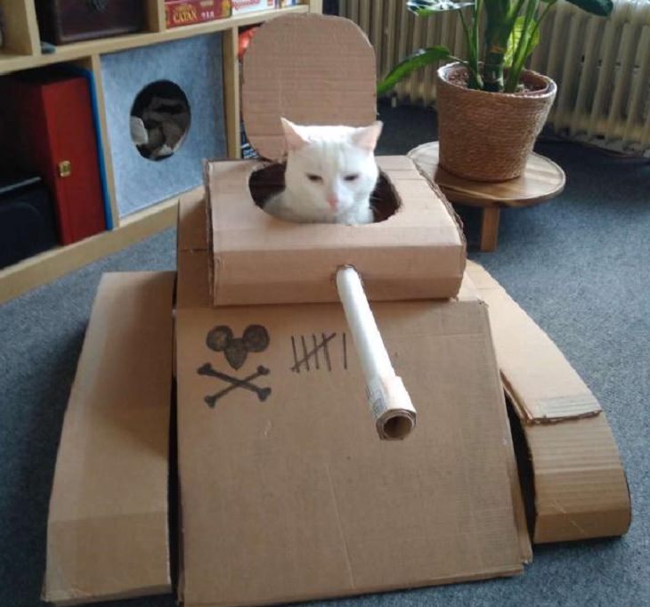 Quarantine DIY and homemade projects, Tank made of cardboard built around a cat