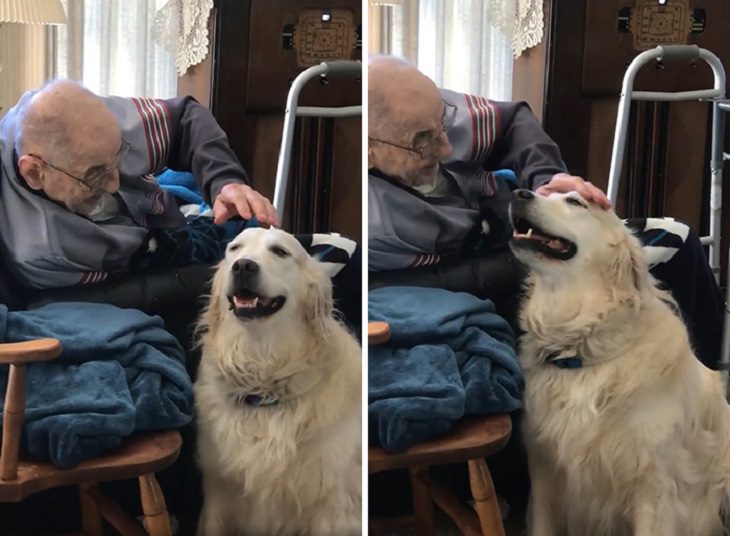 Photographs of smiling dogs, Golden retriever being pet by an old man
