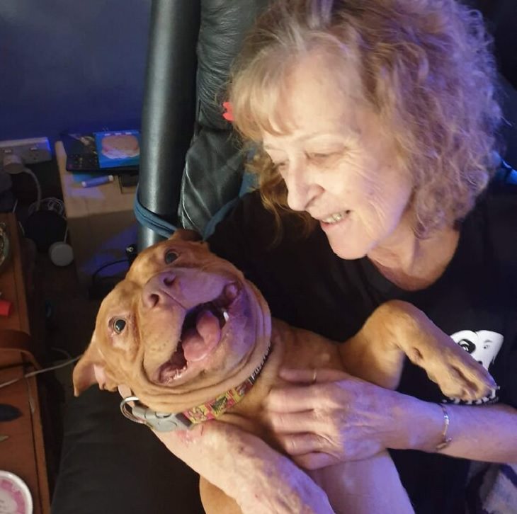 Photographs of smiling dogs, Brown pitbull being held by old woman