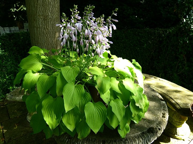 Low-maintenance perennial plants with colorful flowers, Hostas