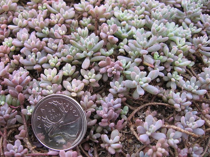 Low-maintenance perennial plants with colorful flowers, Sedum