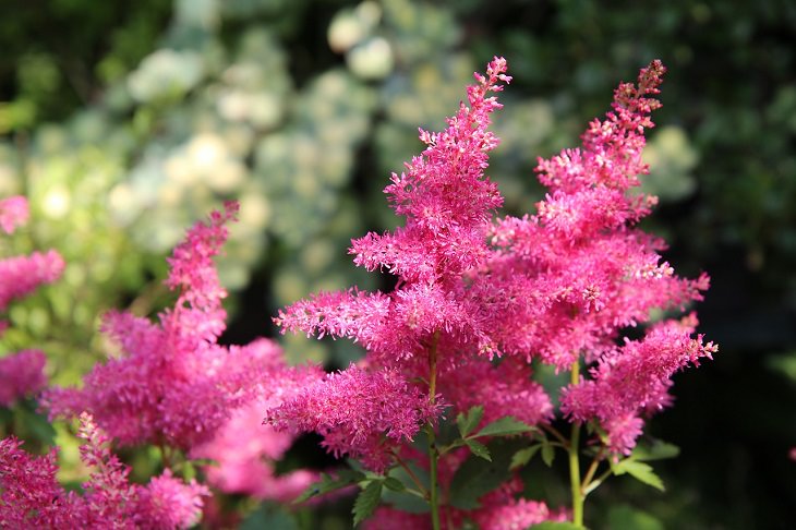 Low-maintenance perennial plants with colorful flowers, Astilbe