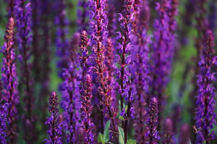 Low-maintenance perennial plants with colorful flowers, Salvia