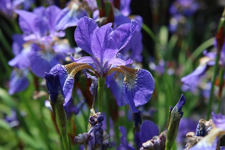 Low-maintenance perennial plants with colorful flowers, Iris Sibirica