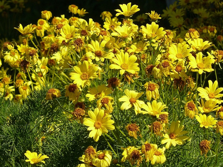 Low-maintenance perennial plants with colorful flowers, Coreopsis