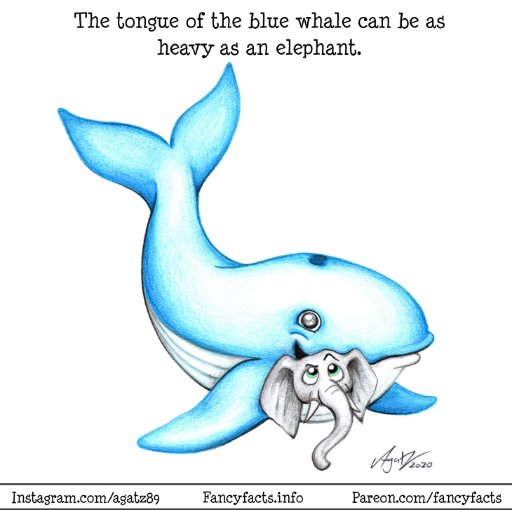 illustrated science facts , whale, elephant