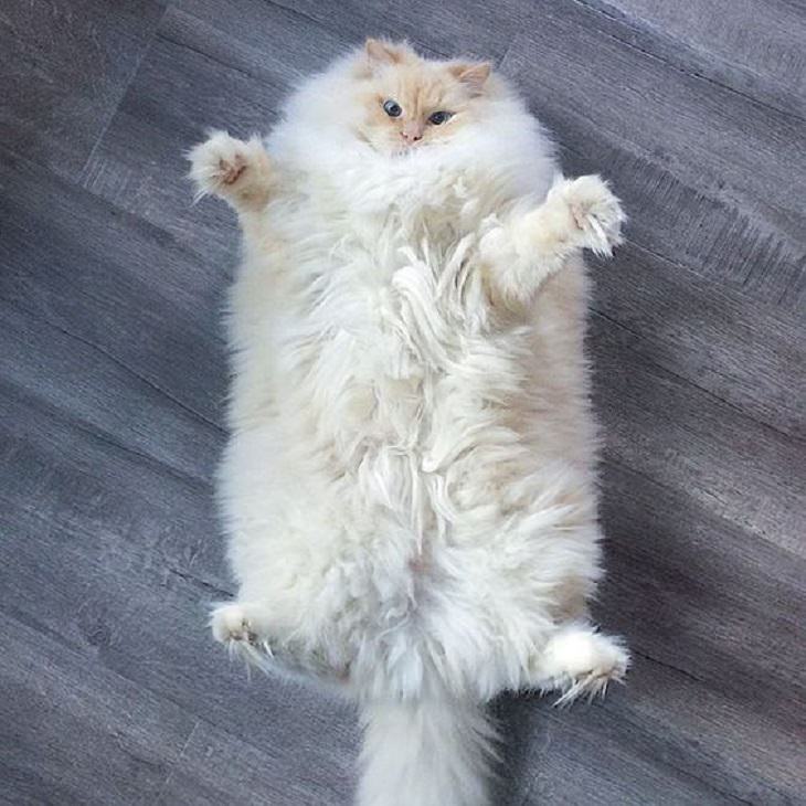 Photographs of supermodel cats in front of the camera, Large white cat with lots of fur lying on its back