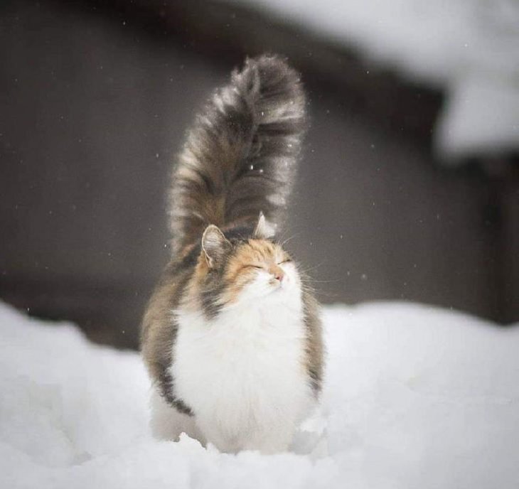 Photographs of supermodel cats in front of the camera, White, brown, and grey cat walking happily in the snow