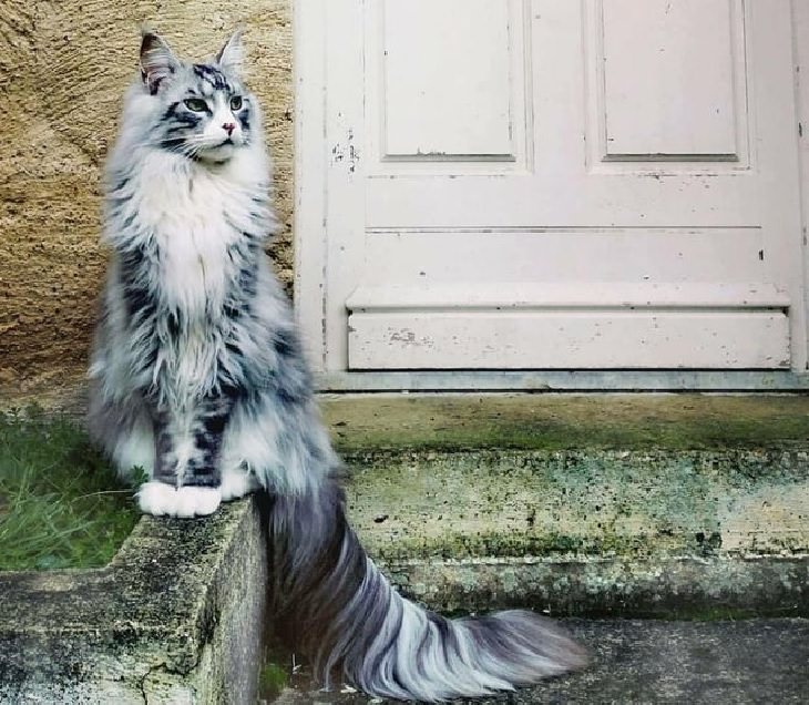 Photographs of supermodel cats in front of the camera, Grey and white cat with long tail sitting in front of a door