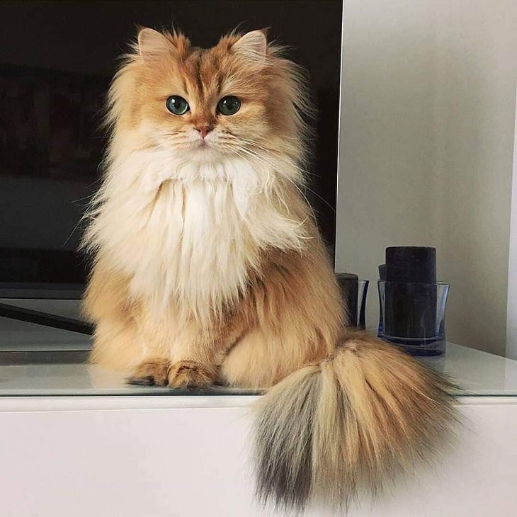 Photographs of supermodel cats in front of the camera, White and orange kitten with lots of fur