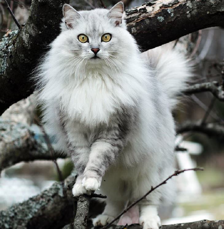 Photographs of supermodel cats in front of the camera, White and grey cat standing on branches of a tree