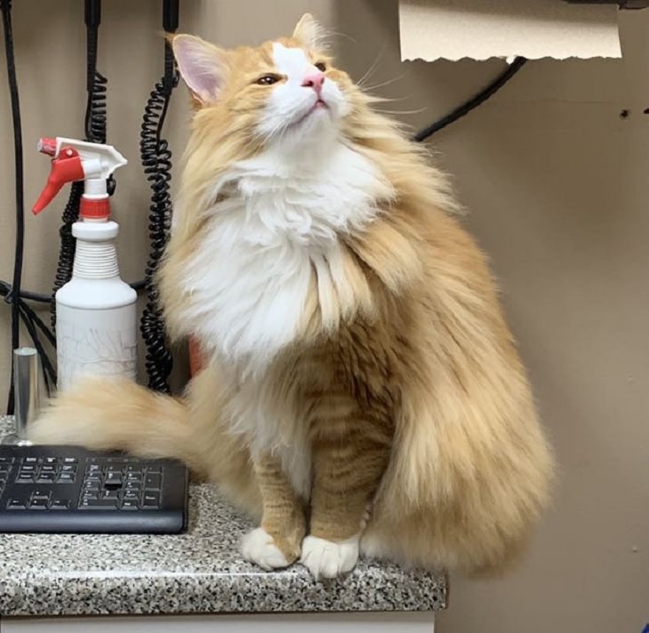 Photographs of supermodel cats in front of the camera, Light brown and white furry cat