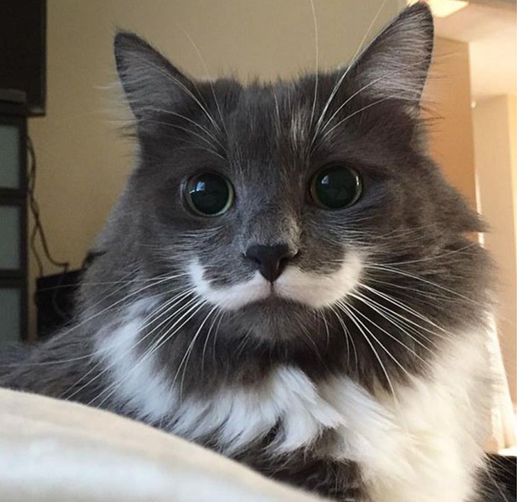 Photographs of supermodel cats in front of the camera, Grey and white cat with a white fur mustache