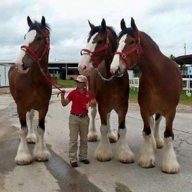 Photographs showing the size of large animals with comparisons, UNITS Clydesdale horse