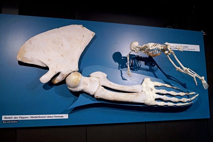Photographs showing the size of large animals with comparisons, The fin of a whale next to a human skeleton