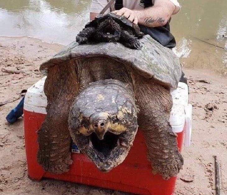 Photographs showing the size of large animals with comparisons, a big and small snapping turtle