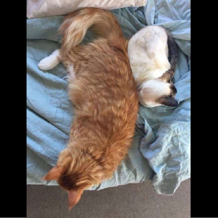 Photographs showing the size of large animals with comparisons, A Maine coon (Left) and Siamese cat (right)