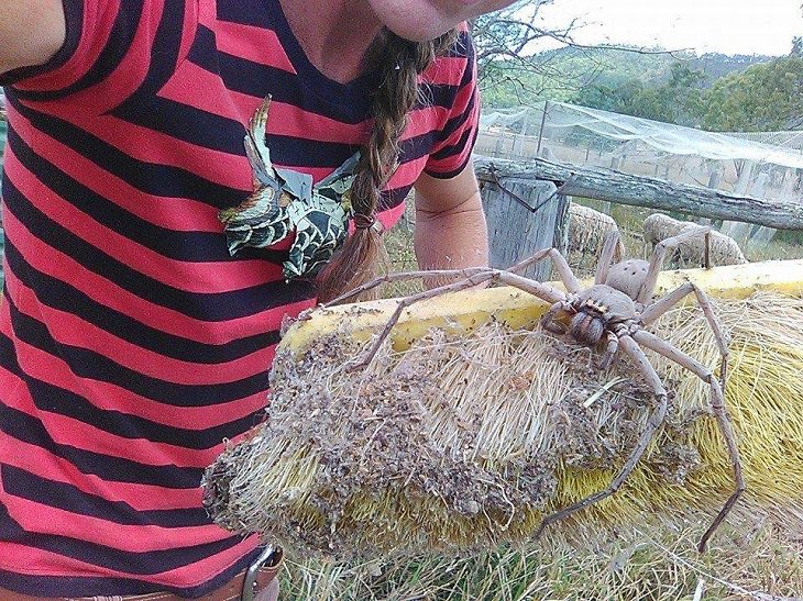 Photographs showing the size of large animals with comparisons, large Australian spider