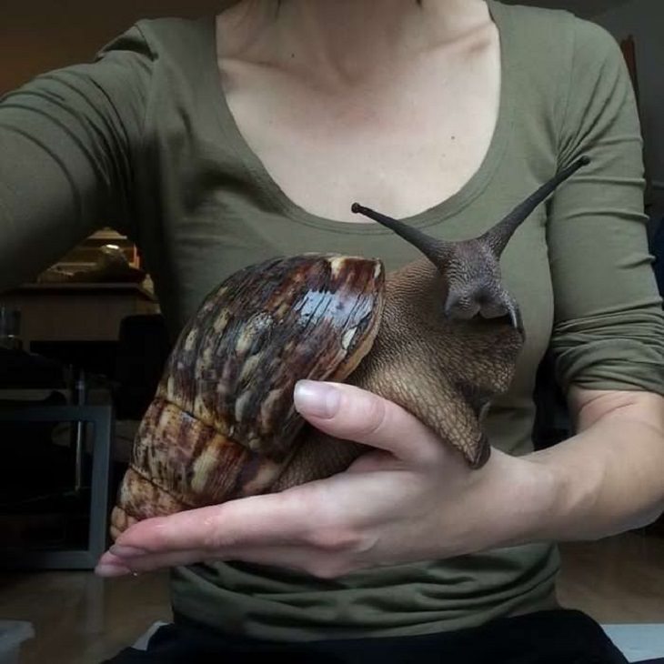 Photographs showing the size of large animals with comparisons, The massive Giant African Land Snail