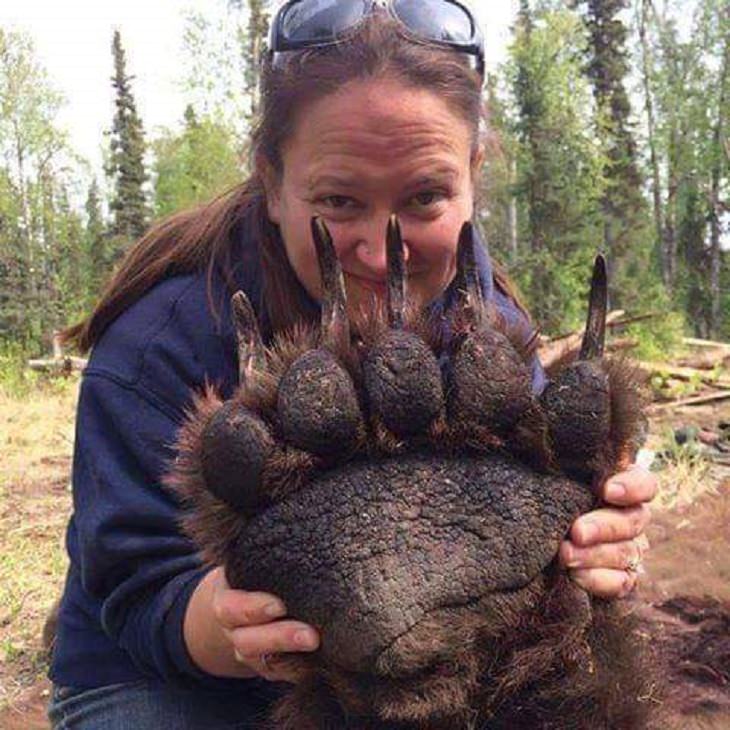 Photographs showing the size of large animals with comparisons, The paw of a grizzly bear is bigger than a human face
