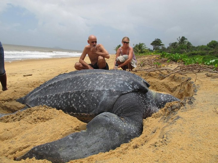 Photographs showing the size of large animals with comparisons, The actual size of a giant leatherback sea turtle