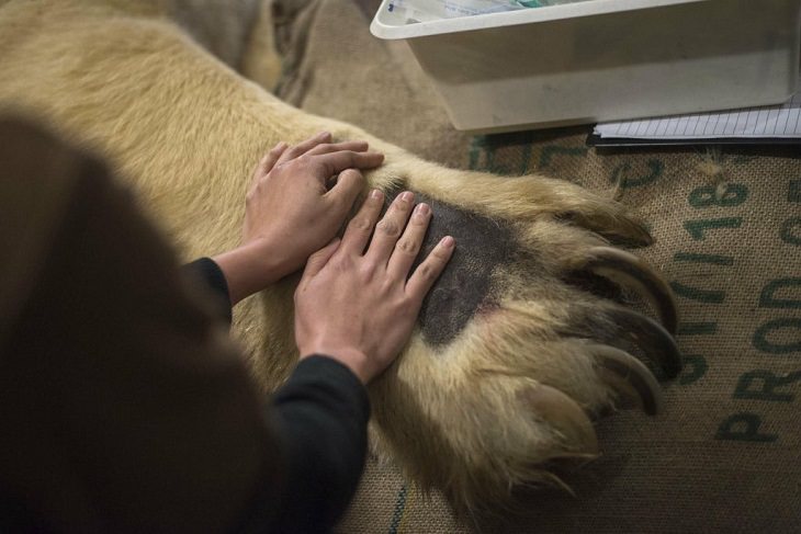 Photographs showing the size of large animals with comparisons, Human hands on the paw of a polar bear