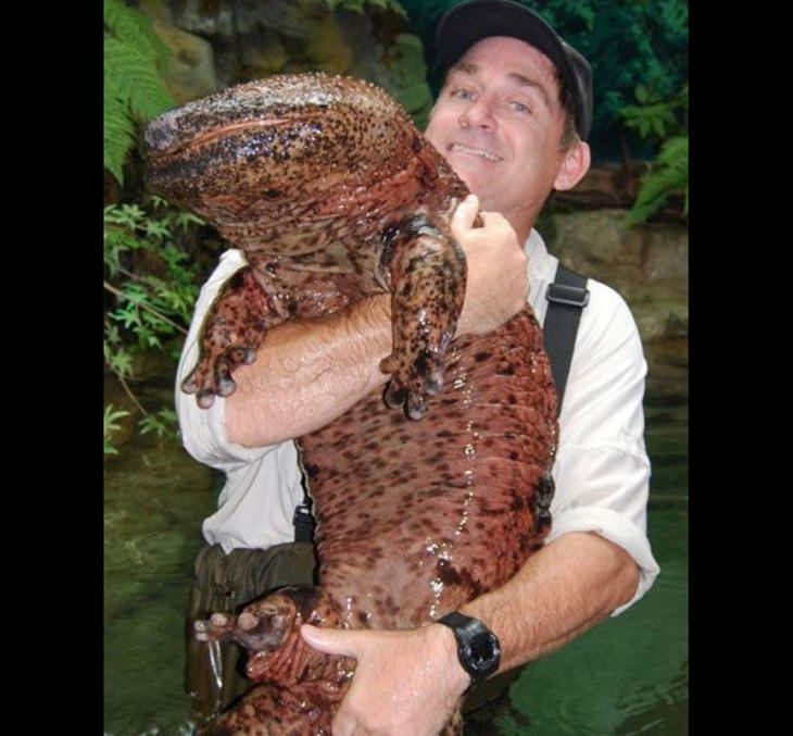  Photographs showing the size of large animals with comparisons, The Great Chinese Salamander, the largest amphibian in the world