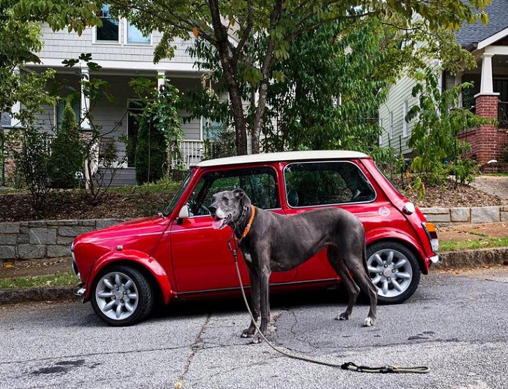 Photographs showing the size of large animals with comparisons, A Great Dane vs a Mini-Cooper