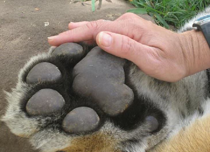 Photographs showing the size of large animals with comparisons, A tiger’s paw and a man’s hand
