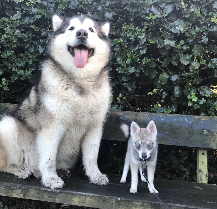Photographs showing the size of large animals with comparisons, Alaskan Malamute (Left) vs. Alaskan Klee Kai (Right)