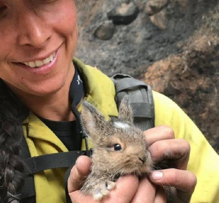 Feel Good Photographs that show sweet stories and acts of kindness, Small grey rabbit held by a rescue worker