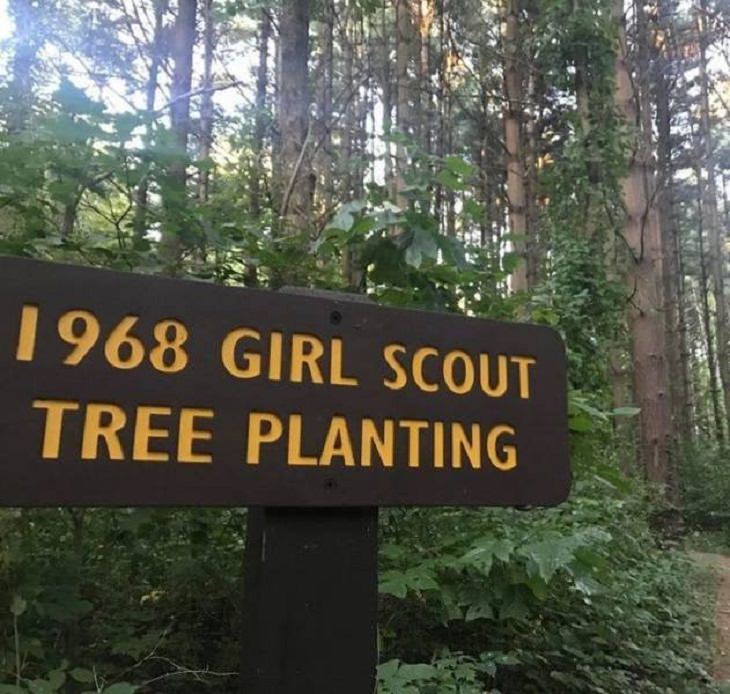 Feel Good Photographs that show sweet stories and acts of kindness, A 1968 girl scout project to plant trees has yielded a forest after all these years