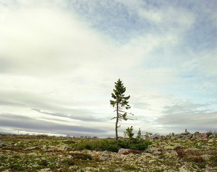 Photographs of the Oldest Living Things in the World by Rachel Sussman, Spruce Gran Picea #0909 – 11A07 (9,550 years old; Fulufjället, Sweden)