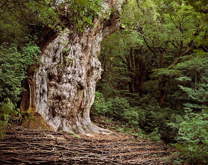 Photographs of the Oldest Living Things in the World by Rachel Sussman, Jōmon Sugi, Japanese Cedar #0704-002 (2,180-7,000 years old; Yakushima, Japan)