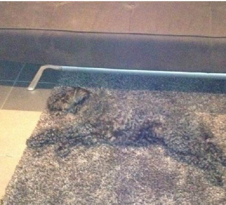 Funny pictures of household items, animals, and people that camouflaged, Dog hidden on a carpet