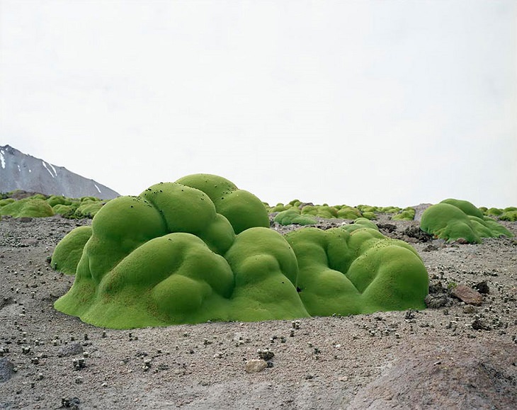 Photographs of the Oldest Living Things in the World by Rachel Sussman, La Llareta #0308-23B26  (up to 3,000 years old; Atacama Desert, Chile)