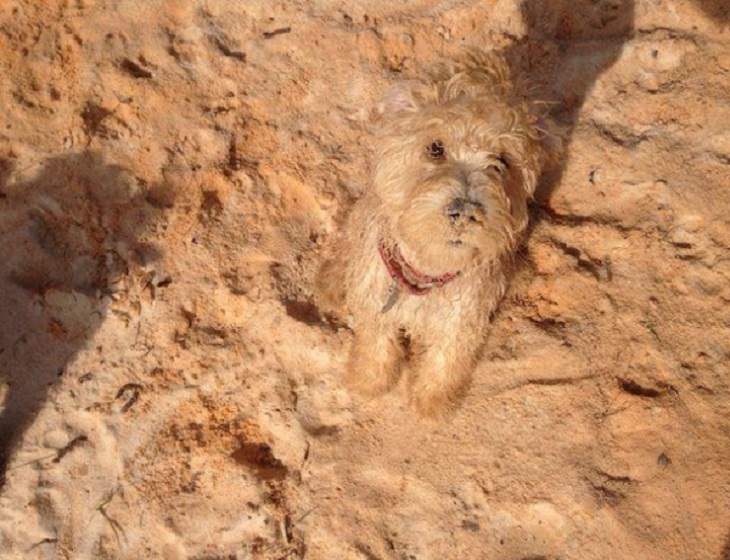 Funny pictures of household items, animals, and people that camouflaged, Sand-colored dog standing in the sand