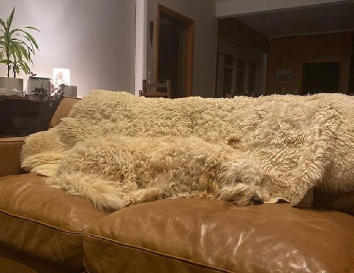 Funny pictures of household items, animals, and people that camouflaged, Dog lying down on a similar-colored blanket on the sofa