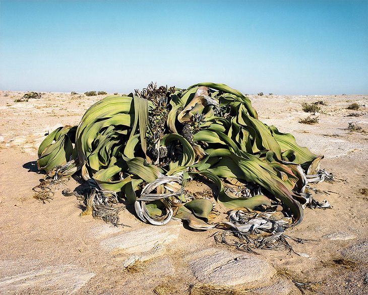 Photographs of the Oldest Living Things in the World by Rachel Sussman, Welwitschia Mirabilis #0707-22411 (2,000 years old; Namib-Naukluft Desert, Namibia)