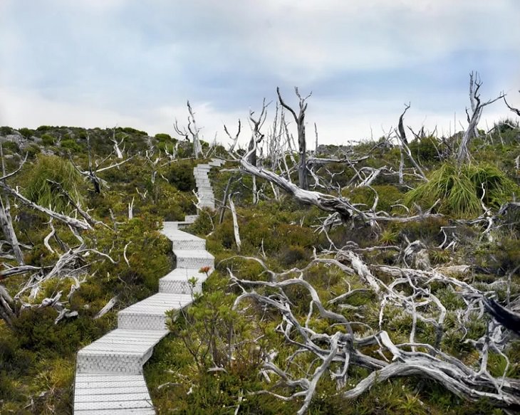 Photographs of the Oldest Living Things in the World by Rachel Sussman, Dead Huon Pine adjacent to living population segment #1211-3609 (10,500 years old, Mount Read, Tasmania)