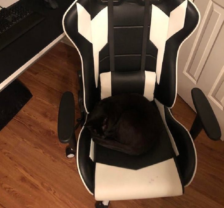 Funny pictures of household items, animals, and people that camouflaged, Black cat on a black spot on a black and white chair